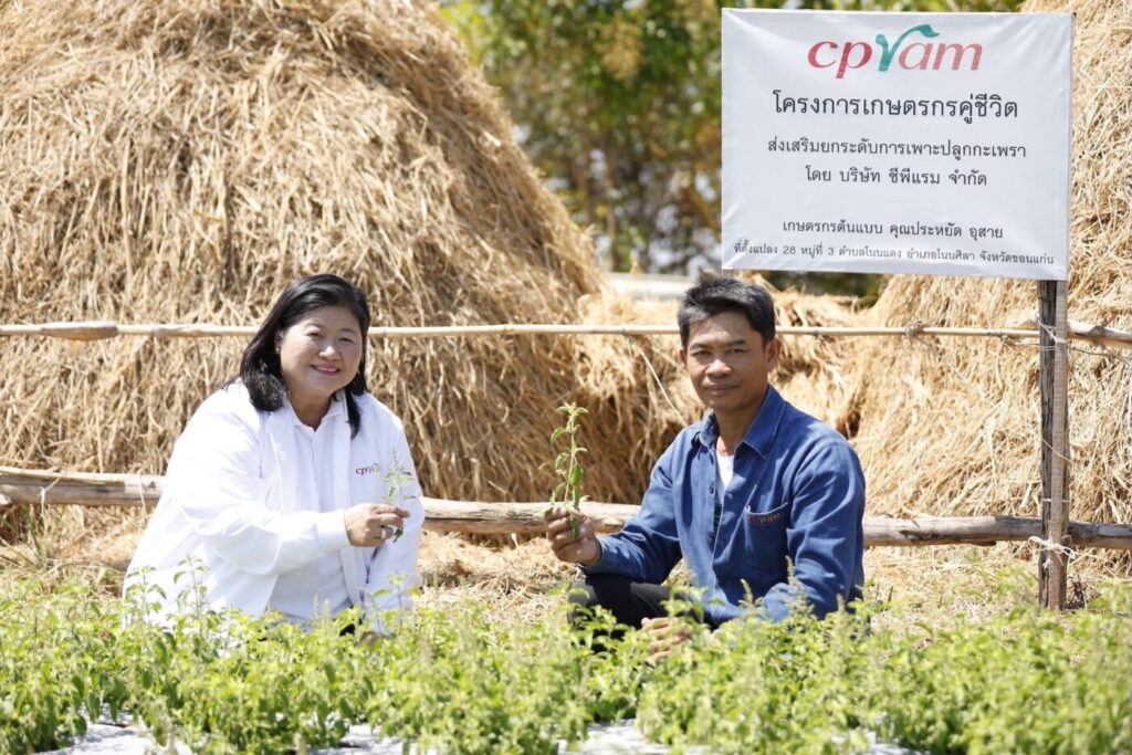 ซีพีแรม สานต่อ "โครงการเกษตรกรคู่ชีวิต" ส่งเสริมการปลูก "กะเพรา" ยกระดับเมนูยอดฮิต สู่ความยั่งยืนระดับประเทศ